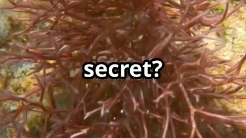 Caño Cristales: Colombia's Rainbow River!