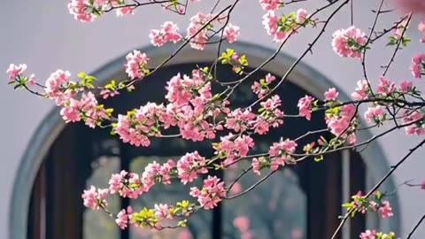Spring in Jiangnan Through the Window: Classical Gardens and Crabapple Blossoms 內容描述