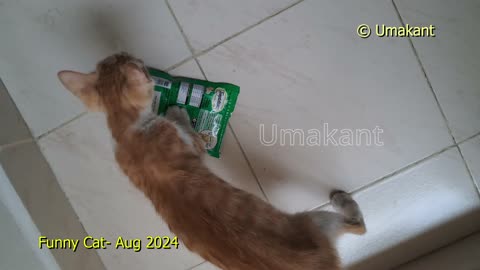 Funny Cat- New Small Cat Aug 2024