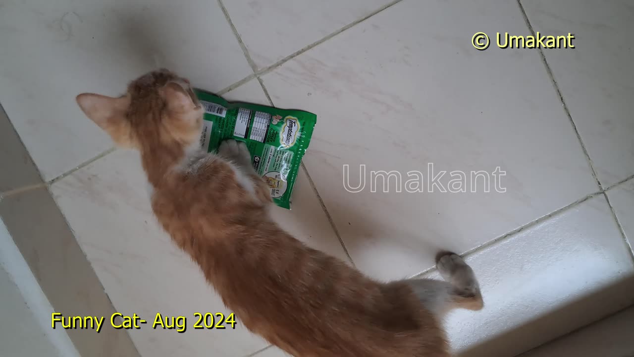 Funny Cat- New Small Cat Aug 2024