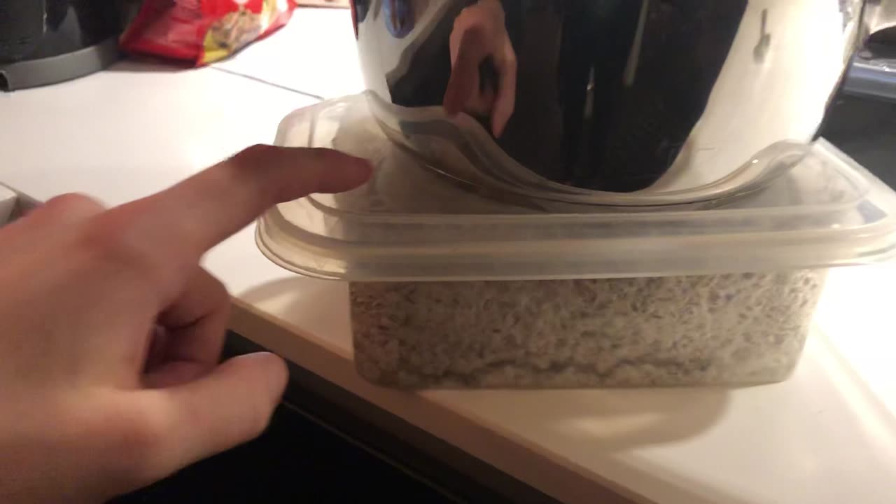 Golden Teachers grown in a box!🤯