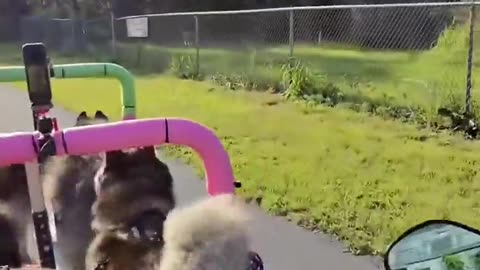 🤯✨ You Won't Believe This Homemade Dog Sled in Action! | FeedMyCuriosity