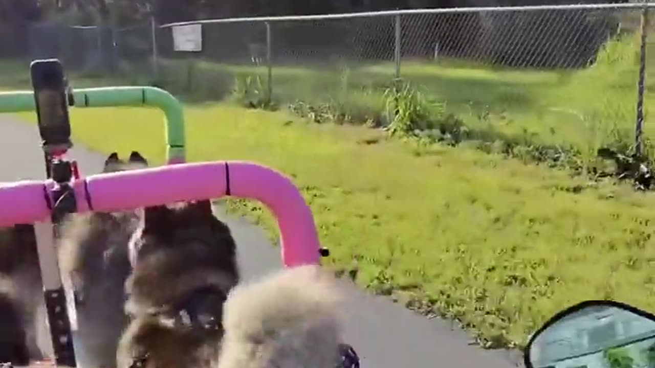 🤯✨ You Won't Believe This Homemade Dog Sled in Action! | FeedMyCuriosity
