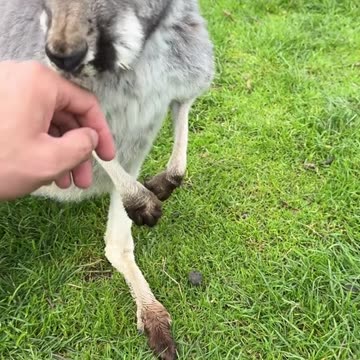 Australian kangaroo 🦘