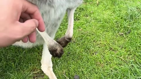 Australian kangaroo 🦘