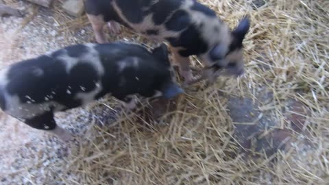 Sir Oinksalot and Princess Bacon Seed Playing