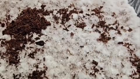 Leucistic Tosohatchee first Flush