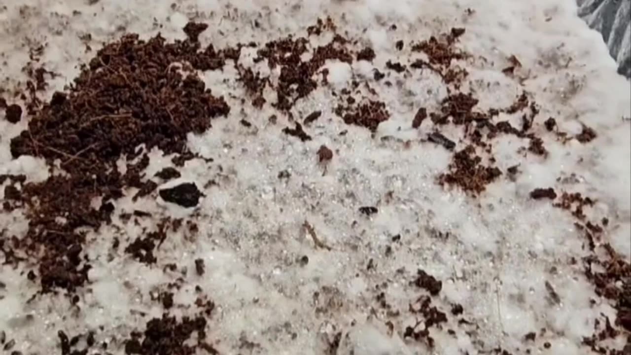 Leucistic Tosohatchee first Flush