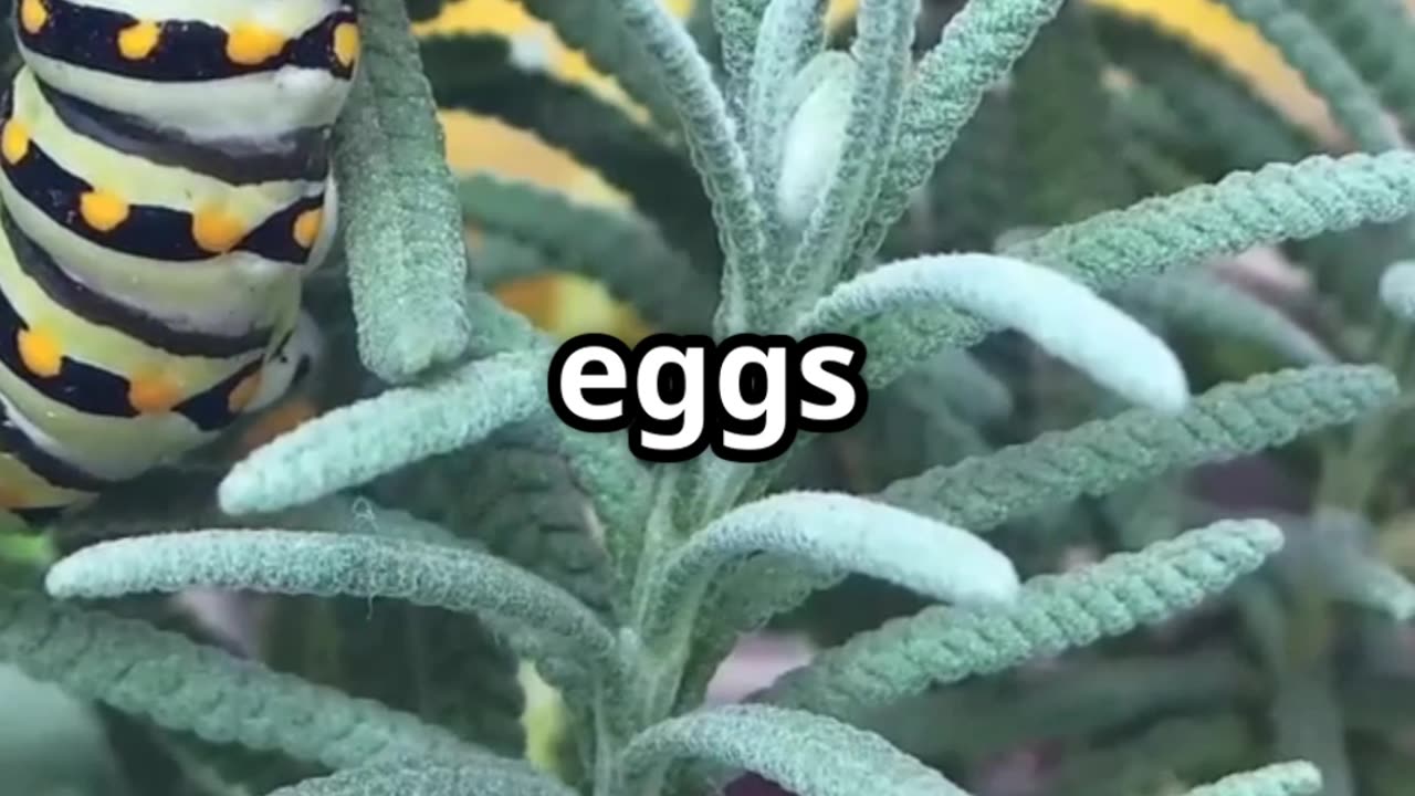 🦋 The Incredible Journey of Monarch Butterflies 3,000 Mile Migration! 🌍🧭