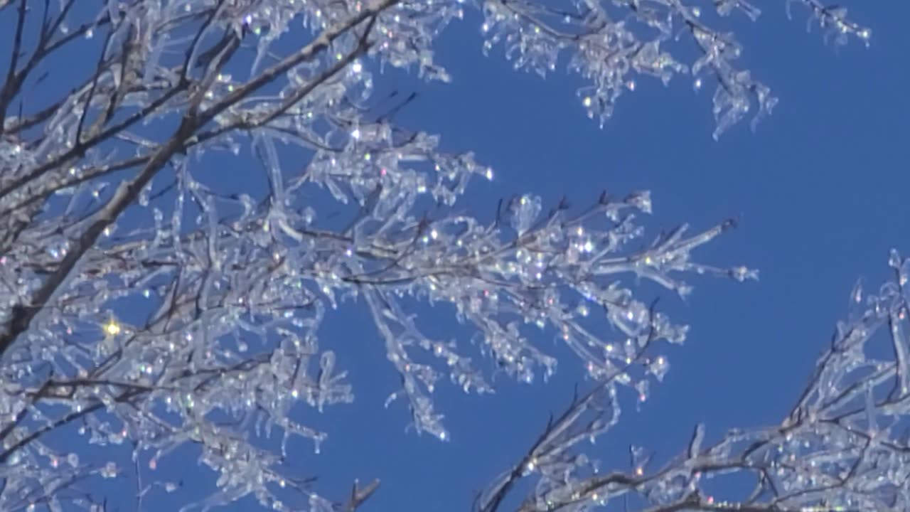 The trees are electric!!!🤩