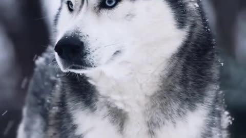 husky 4k video#freevideo#husky#keşfet#fypシ