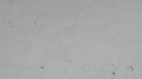 Shia, video recorded 10:30 AM Jan 17, '26 by Alyssa