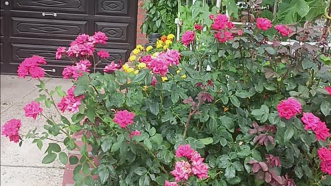 Roses and marigold