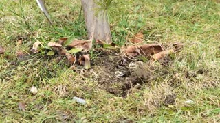 Handy tool hack for your garden.hd
