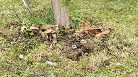 Handy tool hack for your garden.hd
