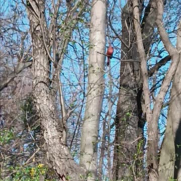 Northern cardinal.
