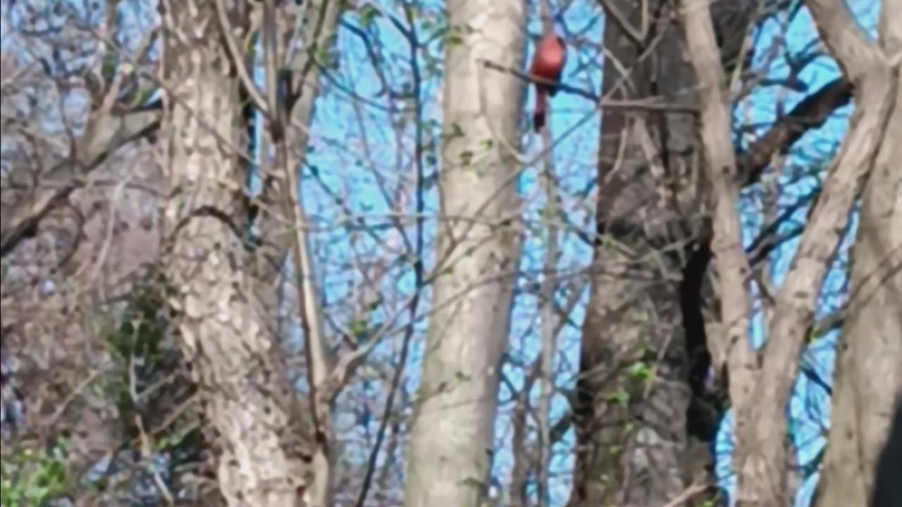 Northern cardinal.