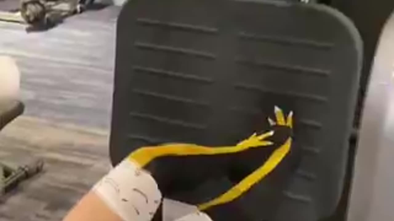 Chicken socks | funny video | crazy clips