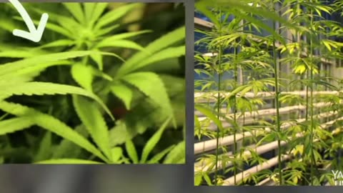 Yummy in my tummy 247- cannabispro.live