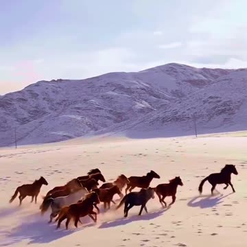 When the Wild Runs Free 🐎🌅 | Sounds of Nature
