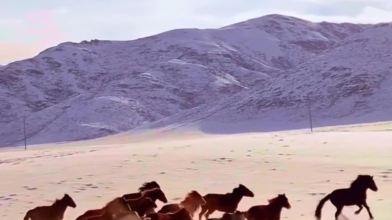 When the Wild Runs Free 🐎🌅 | Sounds of Nature
