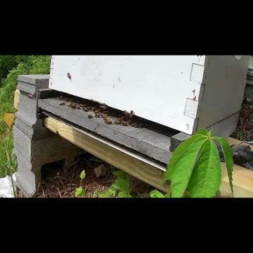 Wednesday Morning long cut