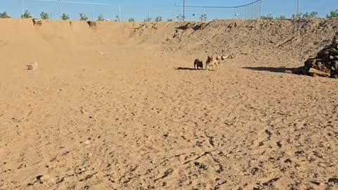 Live Walk #4 w/ #Doopers & Mr. Buddy