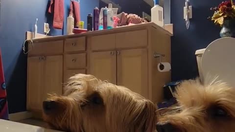 Yorkies afraid of storm #yorkie #funnydogs