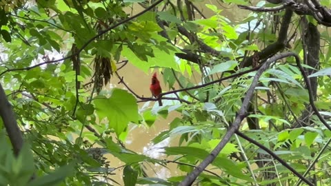 Handsome Cardinal bachelor looking for a mate