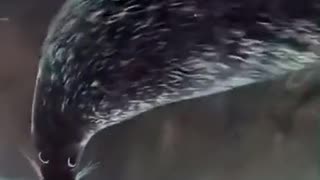 😲🔥 You Won't Believe This Intense Look! | FunFM