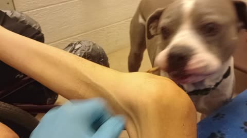 Sheldon 9y A859258@TRN, fostered needs forever home Maybe lazy eye makes adoptin him hard20250817389