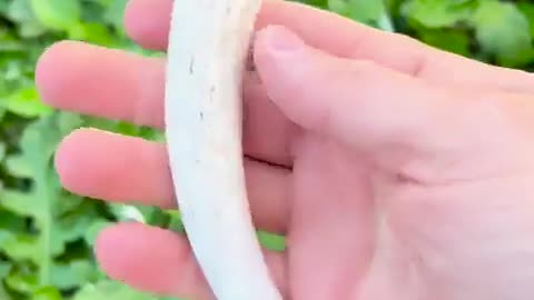 🤯✨ Wait For the Final Cut! Making a Knife Out of Obsidian | FeedMyCuriosity