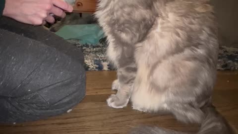 Smart cat uses his inhaler to prevent asthma attacks