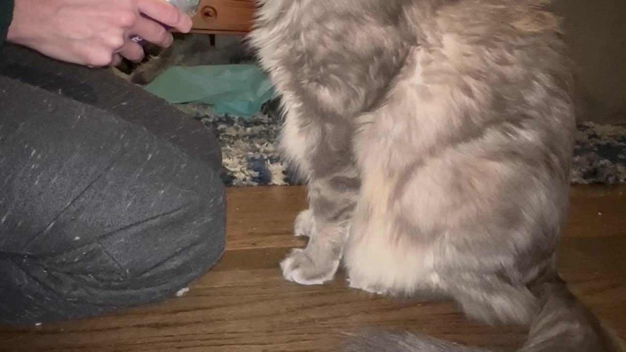 Smart cat uses his inhaler to prevent asthma attacks