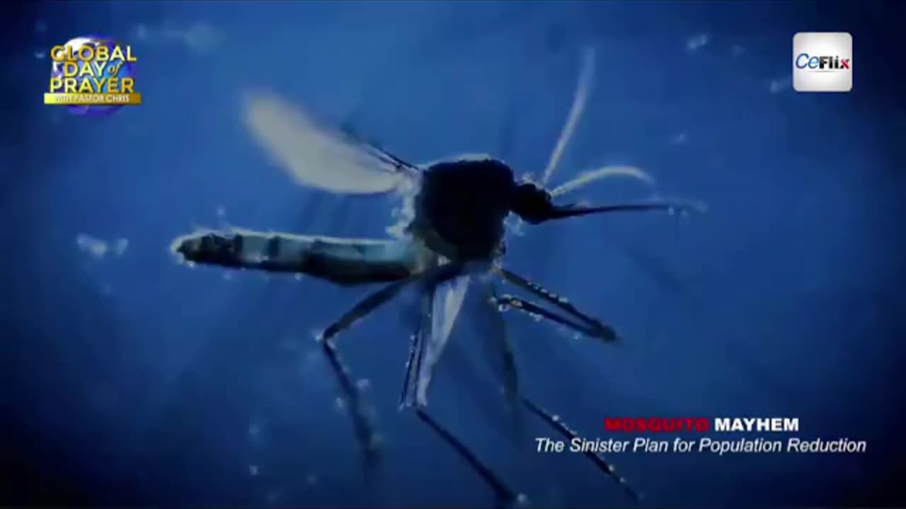 MOSQUITO MAYHEM - Loveworld Documentaries - Pastor Chris