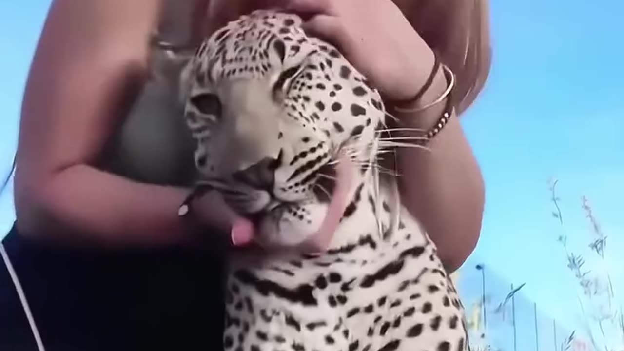 While harvesting sugar cane, a man came across a baby jaguar, alone and orphaned then । pets clip ।।