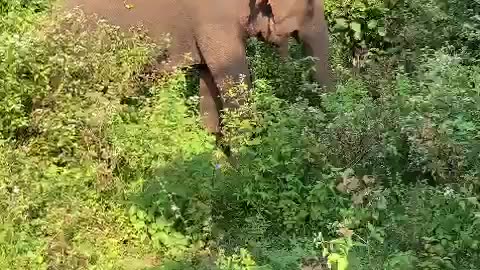 Sri Lanka's Elephants Udawalawa
