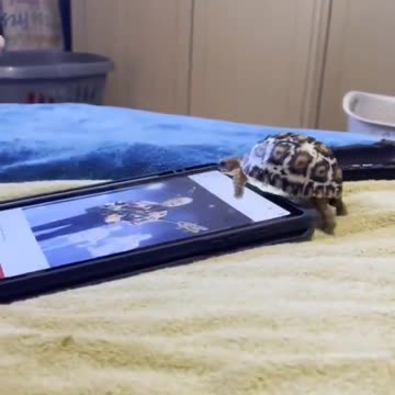 Sköldpadda visar hur man använder en smartphone utan att bli korkad