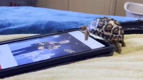Sköldpadda visar hur man använder en smartphone utan att bli korkad