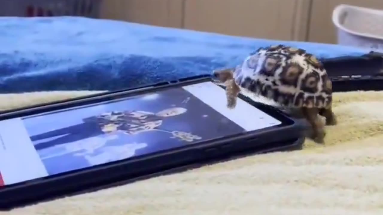 Sköldpadda visar hur man använder en smartphone utan att bli korkad