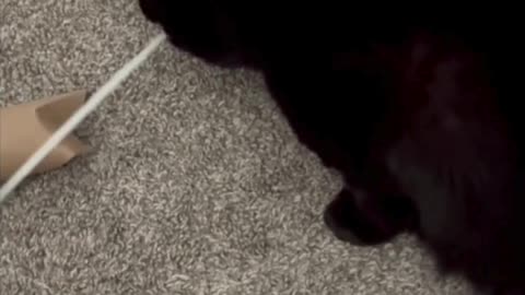 Cute Precious Piper Finds a Box Strap - My Adopted Shelter Cat Vlog