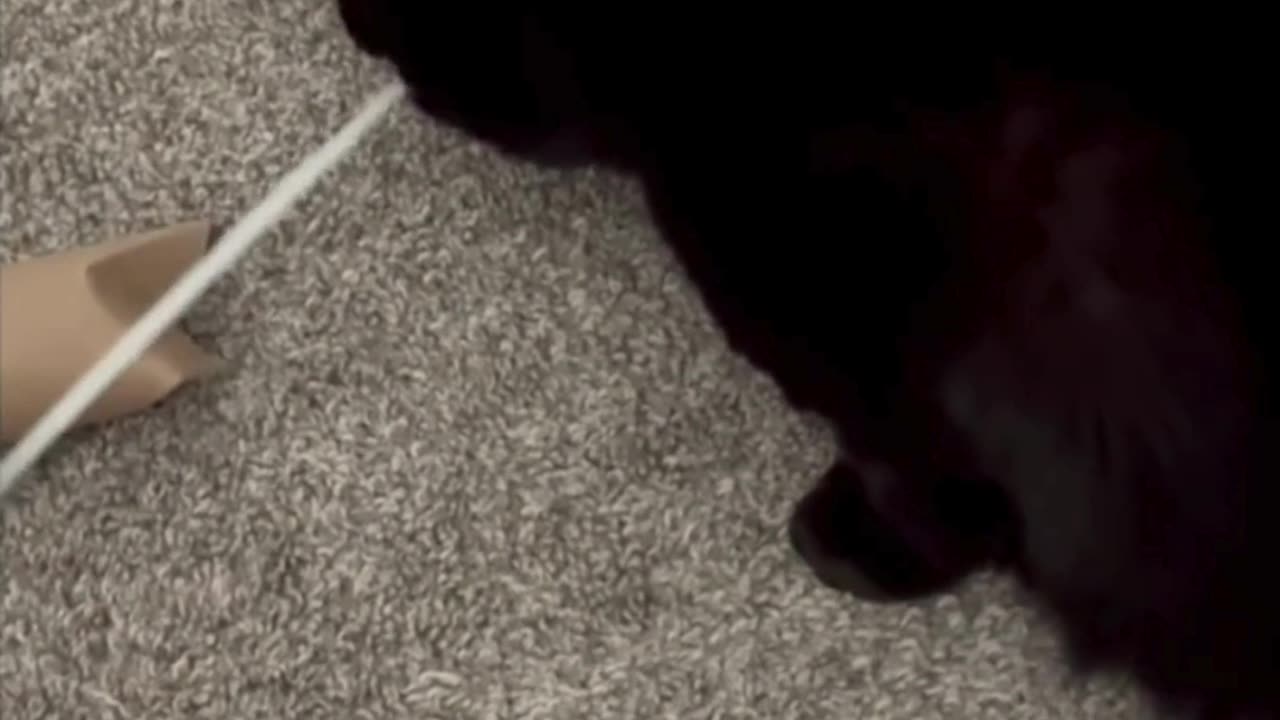 Cute Precious Piper Finds a Box Strap - My Adopted Shelter Cat Vlog