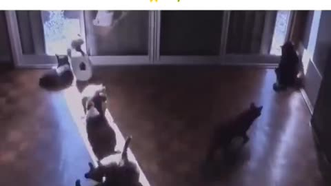 😂☀️ These Animals REALLY Love the Sun! Wait for It... | FunFM