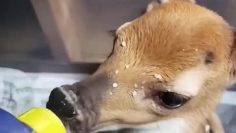 saved a fawn