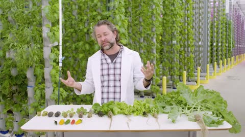 Journey of a Lettuce | Spill The Greens
