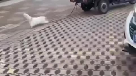 Adorable Cats & Kittens | Laugh Out Loud Moments 🐾😂
