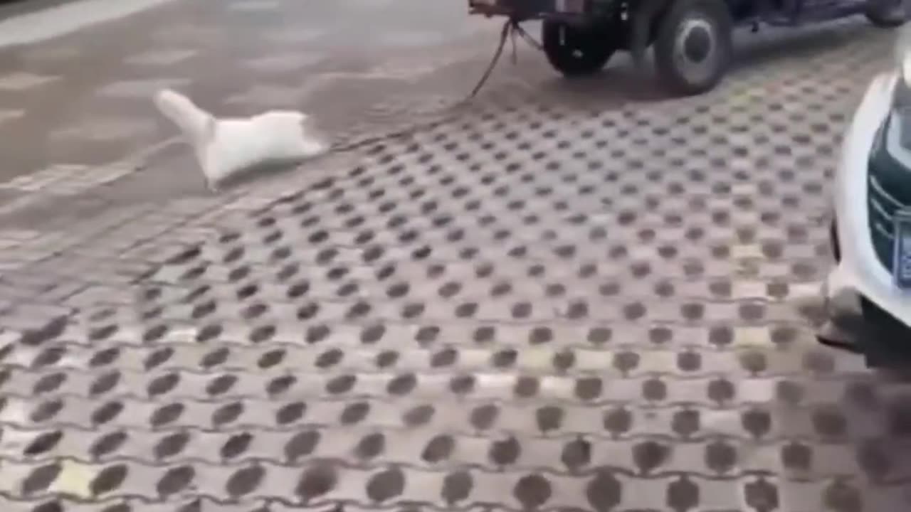 Adorable Cats & Kittens | Laugh Out Loud Moments πΎπ