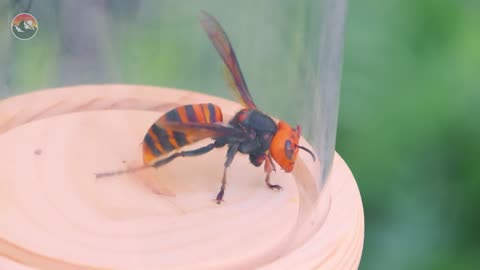 STUNG by the Murder Hornet!