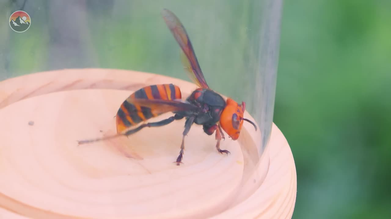 STUNG by the Murder Hornet!