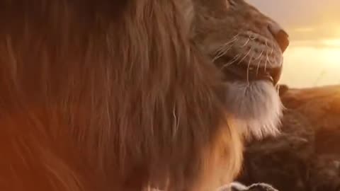 Mufasa 😍❤️ (Part - 19).....#reels #viralreels #reel #mufasa #animation #lastest #romantic #viralreel